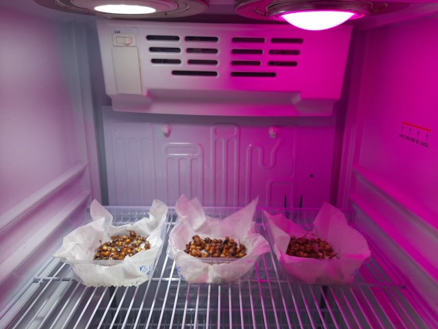 ensayo brotaci_n en c_mara